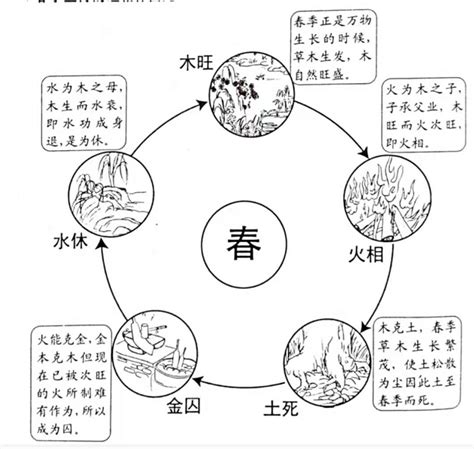 木 水|五行的旺、相、休、囚、死